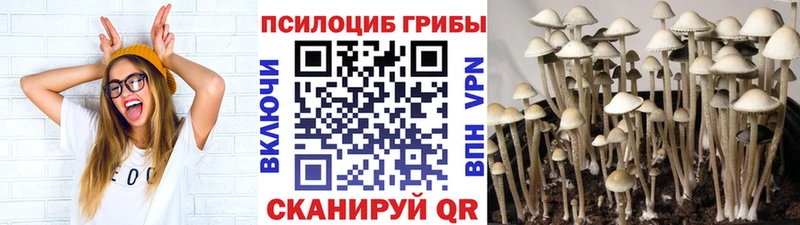 Галлюциногенные грибы Psilocybine cubensis  закладки  Урень 